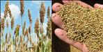 Uttarakhand millet will be sold in Denmark