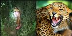 Leopard attack on Magan Lal of Panther village in Uttarkashi