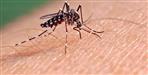 uttarakhand-dengue-symptoms-changed-shock-syndrome-first-stage-doon-44-cases