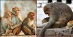 Big disclosure about death of 15 monkeys in Dehradun Lachhiwala