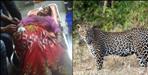 Tehri Garhwal Chandrama Devi Fight With Leopard