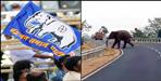 Elephants run after BSP workers in Uttarakhand