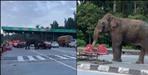 Elephant created ruckus at Lachhiwala toll plaza