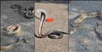 Several venomous snakes appeared simultaneously in Ramnagar