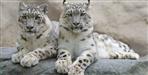 India s First Snow Leopard Conservation Center in Uttarakhand