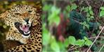 Leopard attacked Reena Devi of Dugadda godi village
