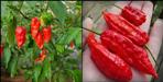 Bhut jolokia chilli production in tehri garhwal