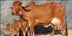 Cow smuggling in Dehradun