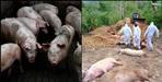African Swine Fever in Uttarakhand