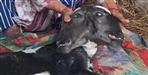 Two-Headed Calf Born in Haldwani  Draws Public Attention