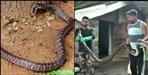 8 feet long snake enters Tanakpur Baladutt Sharma house