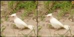 White Himalayan Bulbul seen in Jim Corbett Park