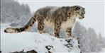Snow Leopard In Darma Valley Pithoragarh Uttarakhand