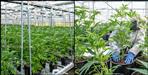 Cannabis cultivation in Champawat district