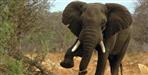 Elephant slams baby to death in Rishikesh