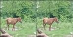 Angry horse injured many people in Dehradun Arya Nagar