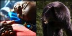 Bear attack on women in chamoli