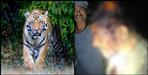Tiger attacks on a boy in khateema