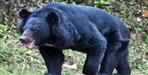 Bear Attacked Villager In Bhimtal