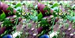 Rare Medicinal Plant Rediscovered in Uttarakhand After 140 Years