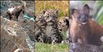 Rare wildlife found in Nanda Devi National Park