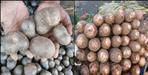 Health Benefits of Uttarakhand Product Genthi and Gaderi