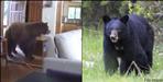 Bear entered in nateen village uttarakhand