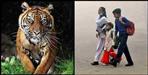 night curfew in pauri garhwal fear of tiger