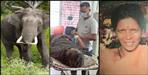 Elephant attack on woman in Kotdwar