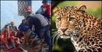 Leopard attack on woman in Uttarkashi Chinyalisaur