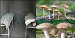 Husband wife died after eating wild mushroom in Tehri