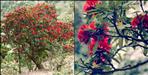 Research about buransh in uttarakhand
