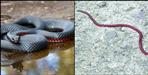 Blackbellied coral snake found in Mussoorie