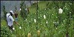 Opium farming in uttarkashi