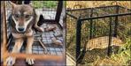 Forest Department caught 8 jackals and 1 wolf at Jolly Grant Airport