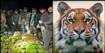 The tiger that killed three women was caught in Ramnagar