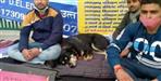 Dog hunger strike in Dehradun Gandhi Park