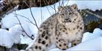 Snow Leopard Conservation Center to be built in Uttarakhand
