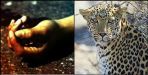 Leopard killed 9 years old child in pauri