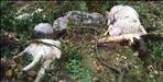 Thunderstorm kills 26 goats in Uttarkashi