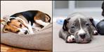 Dogs getting sick from Parvovirus in Uttarakhand