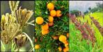 11 products including Koda Jhangora of Uttarakhand may get GI tag