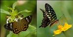 Rare butterfly Ratna Flat found in Uttarakhand after 76 years