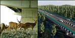 Dehradun Delhi Expressway Records 40000 Wildlife Crossings