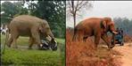 Elephant broke scooty in Doiwala