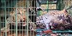 Life imprisonment for 9 leopards in Haridwar Chidiyapur