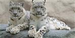 snow leopards in uttarakhand