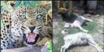 Leopard killed goats in Bageshwar