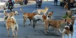 Stray dogs attacked a girl in Dehradun