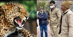 Leopard hunted villager in Pasar village of Tehri Garhwal